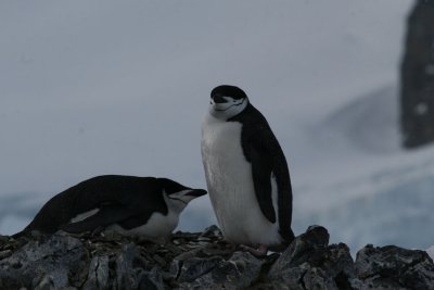 Chinstrap Penguin