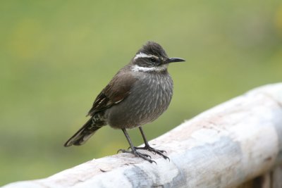 Dark-bellied Cinclodes