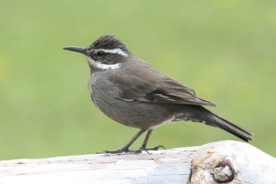 Dark-bellied Cinclodes