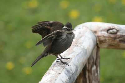 Dark-bellied Cinclodes
