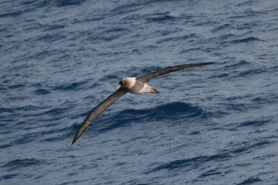 Light-mantled Sooty Albatross