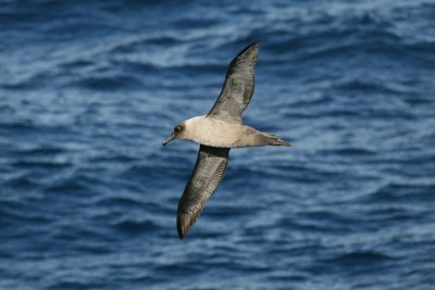 Light-mantled Sooty Albatross