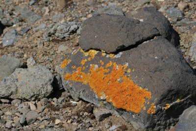 Lichene