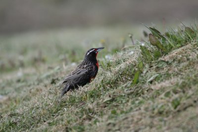 Long-tailed Meadowlark