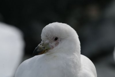 Pale-faced Sheatbill