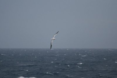 Southern Royal Albatross