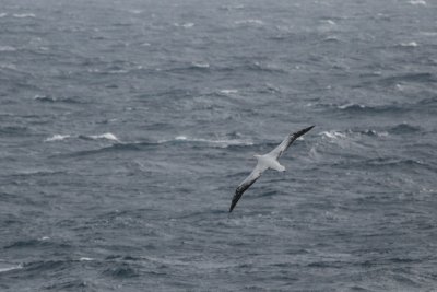Southern Royal Albatross