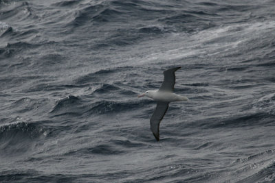 Southern Royal Albatross