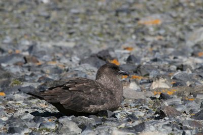 Subantarctic Skua