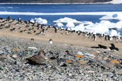 Subantarctic Skua