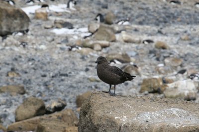 Subantarctic Skua