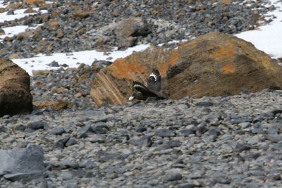 Subantarctic Skua