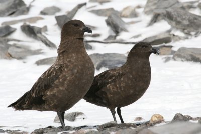 Subantarctic Skua