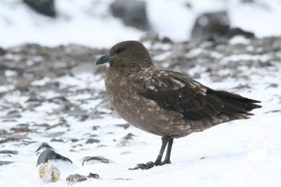 Subantarctic Skua
