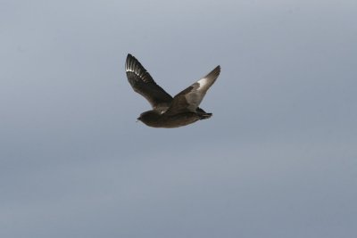 Subantarctic Skua