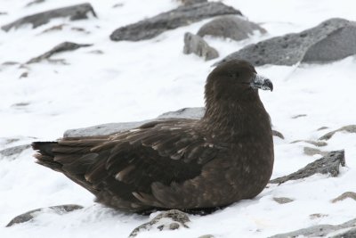 Subantarctic Skua