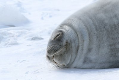 Weddel Seal