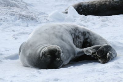 Weddel Seal
