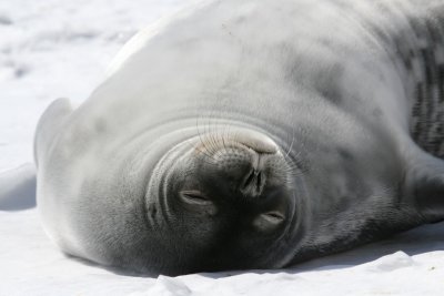 Weddel Seal