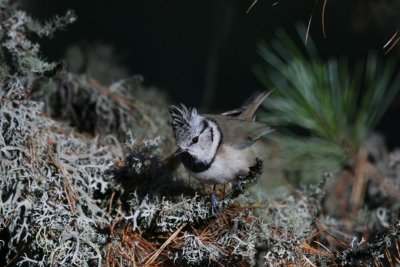Crested Tit