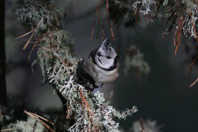 Crested Tit