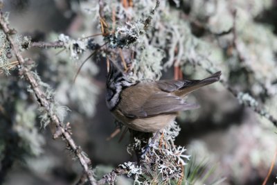 Crested Tit