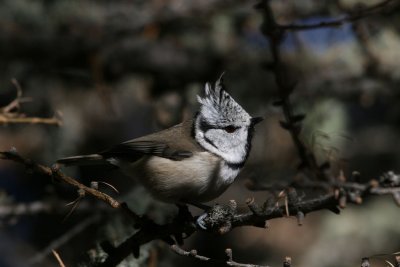 Crested Tit