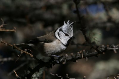 Crested Tit