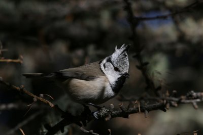 Crested Tit