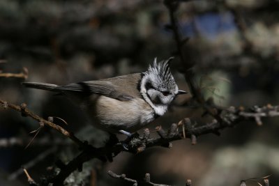 Crested Tit