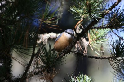 Nuthatch