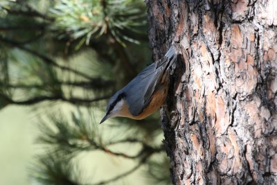 Nuthatch