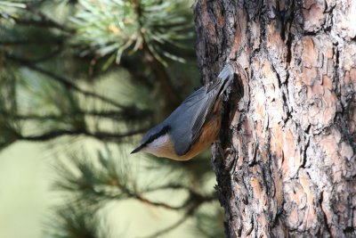 Nuthatch