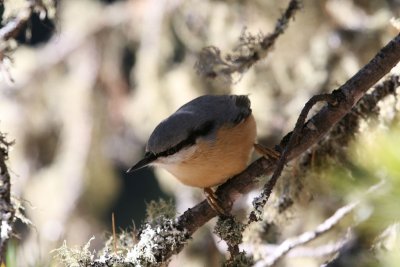 Nuthatch