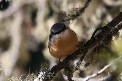 Nuthatch