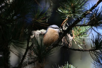 Nuthatch
