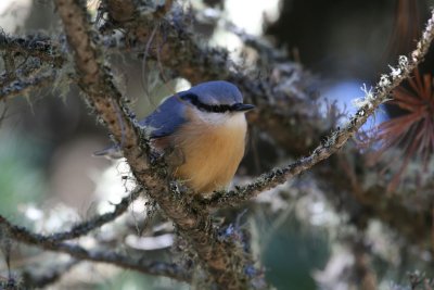 Nuthatch