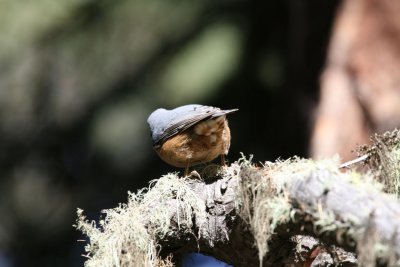 Nuthatch