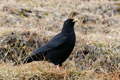 Chough