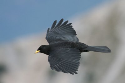 Chough