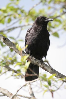 American Crow