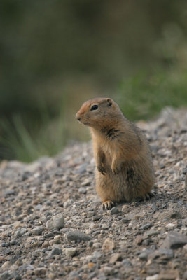Artic Ground Squirrel