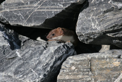 Shorttail Weasel