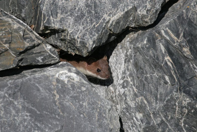 Shorttail Weasel