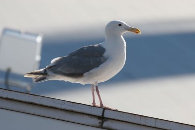 Glaucous-winged gull