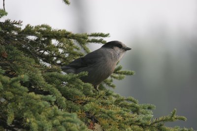 Gray Jay