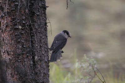 Gray Jay