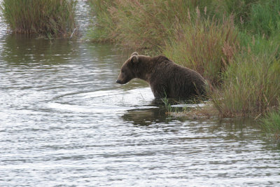 Grizzly Bear