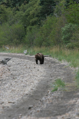 Grizzly Bear