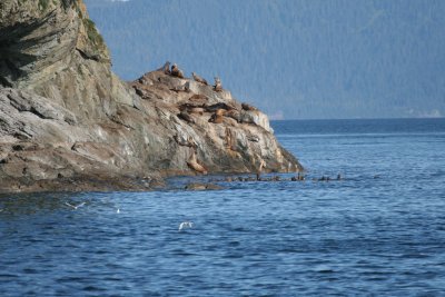 Steller's Sea Lion